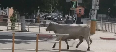 Корова нападает