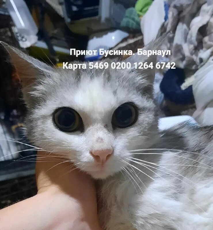 Приют бусинка. Приют бусинка. Приют для животных в барнауле бусинка. Приют бусинка. Сонный соболь.