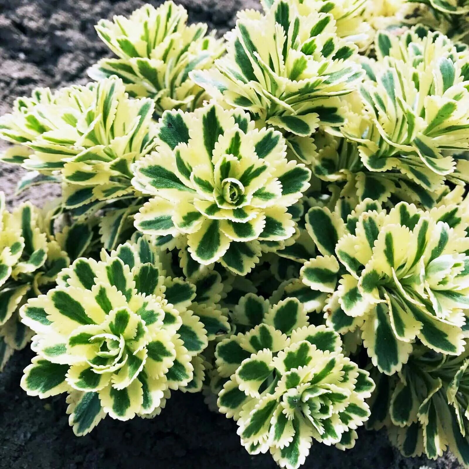 Sedum Atlantis Bluestone Perennials Sedum, Sedum plant, Perennials
