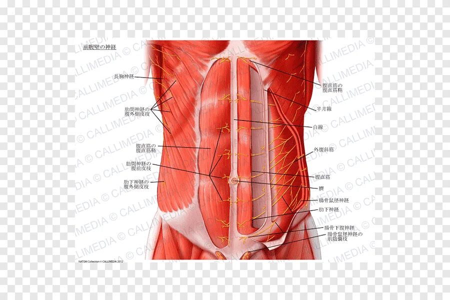Стенка анатомия. Мышцы передней стенки брюшной полости. Анатомия брюшной полости человека мышцы. Мышцы брюшной стенки анатомия. Мышцы передней брюшной стенки живота анатомия.