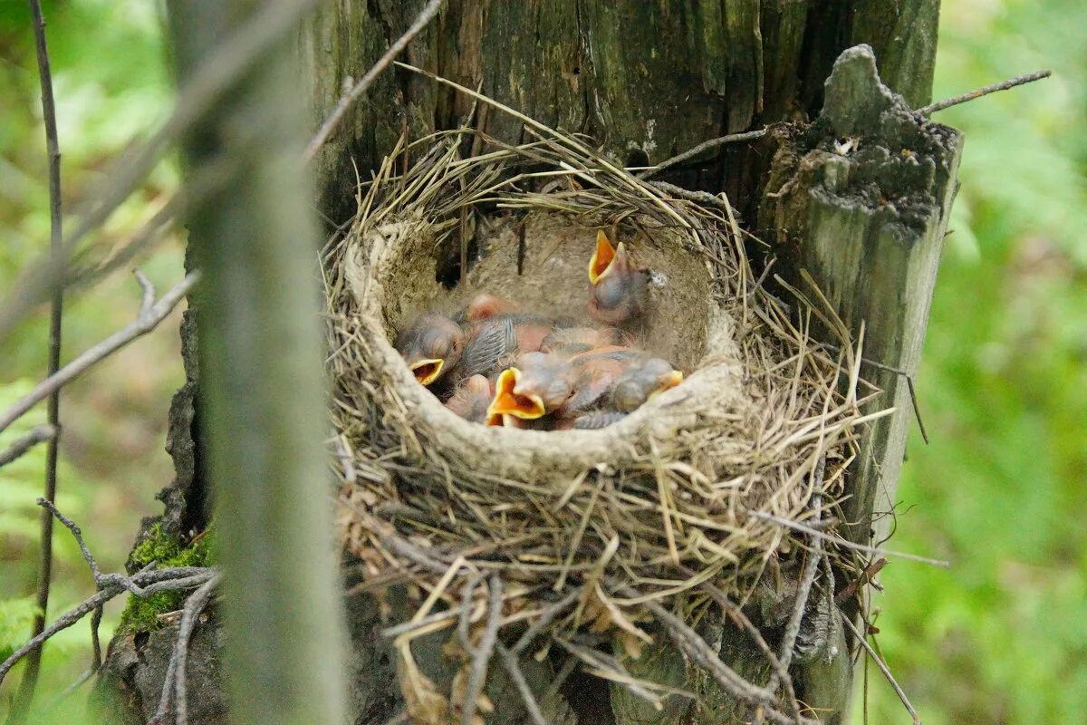 Гнездо рядом с домом. Гнезда Дятлов. Гнездо дятла. Гнезда птиц дятел. Маленьких птенчиков в гнезде.