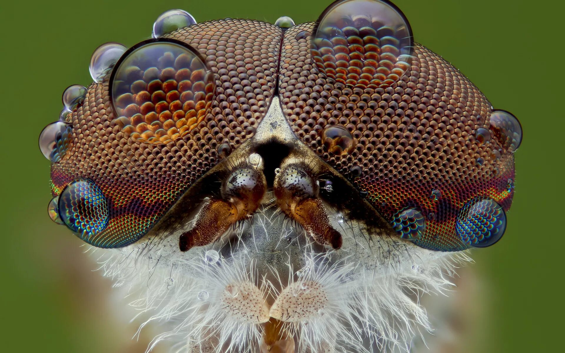 фасеточные глаза животные. фасеточные глаза животные. фасеточные глаза животные. фасеточные глаза животные. строение фасеточного глаза насекомого.