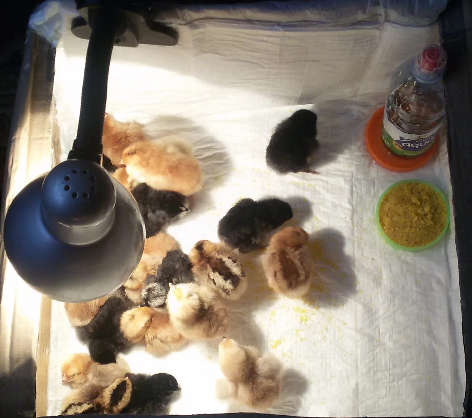 Инкубация цыплят. Цыплята из инкубатора. Цыплята после инкубации. Коробка для цыплят после инкубатора. Сколько держать цыпленка в инкубаторе после вылупления