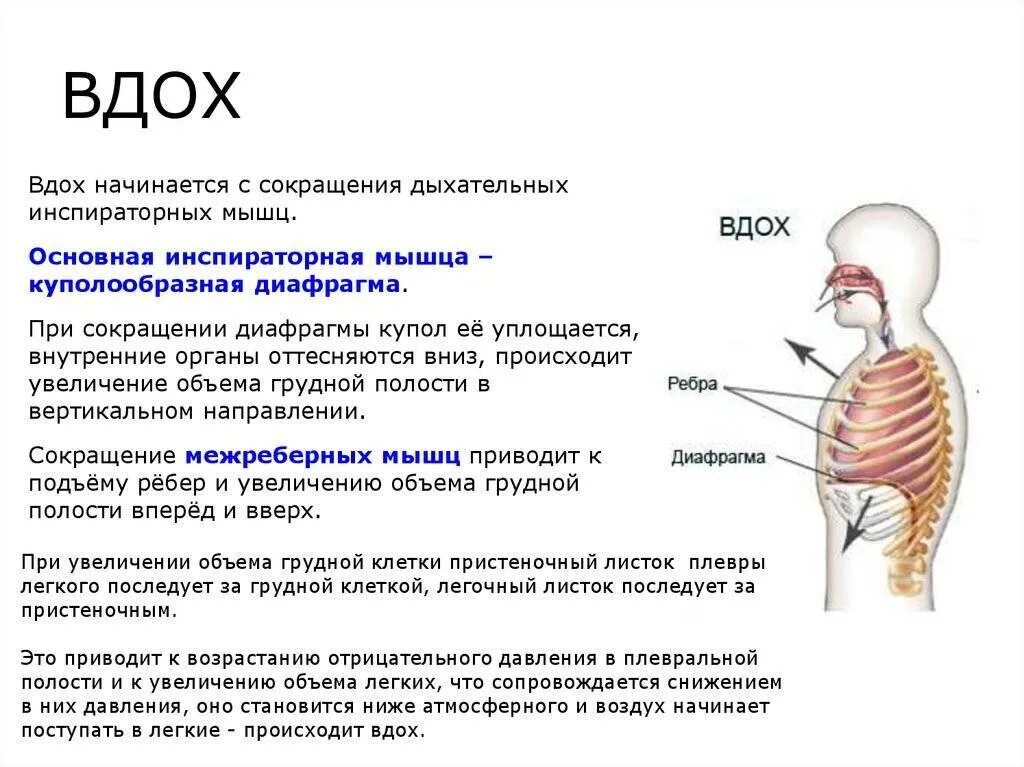 При полном вдохе болит