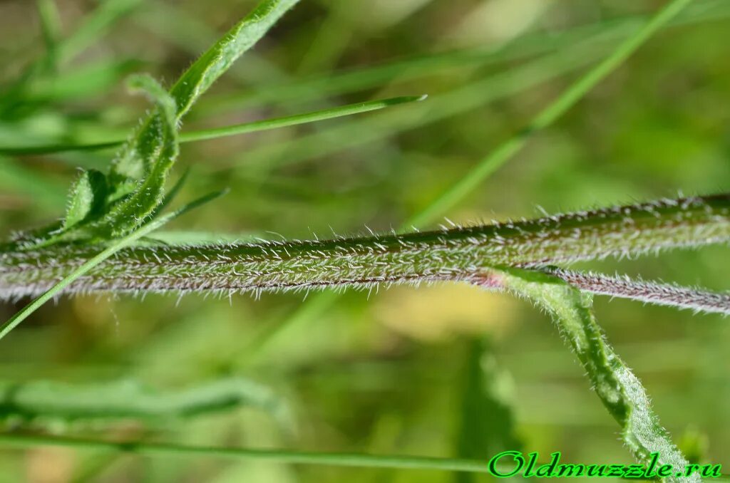 шандра обыкновенная (marrubium vulgare). колючки крапивы. растения с опушенным стеблем. растения с опушенным стеблем. ворсинки крапивы.