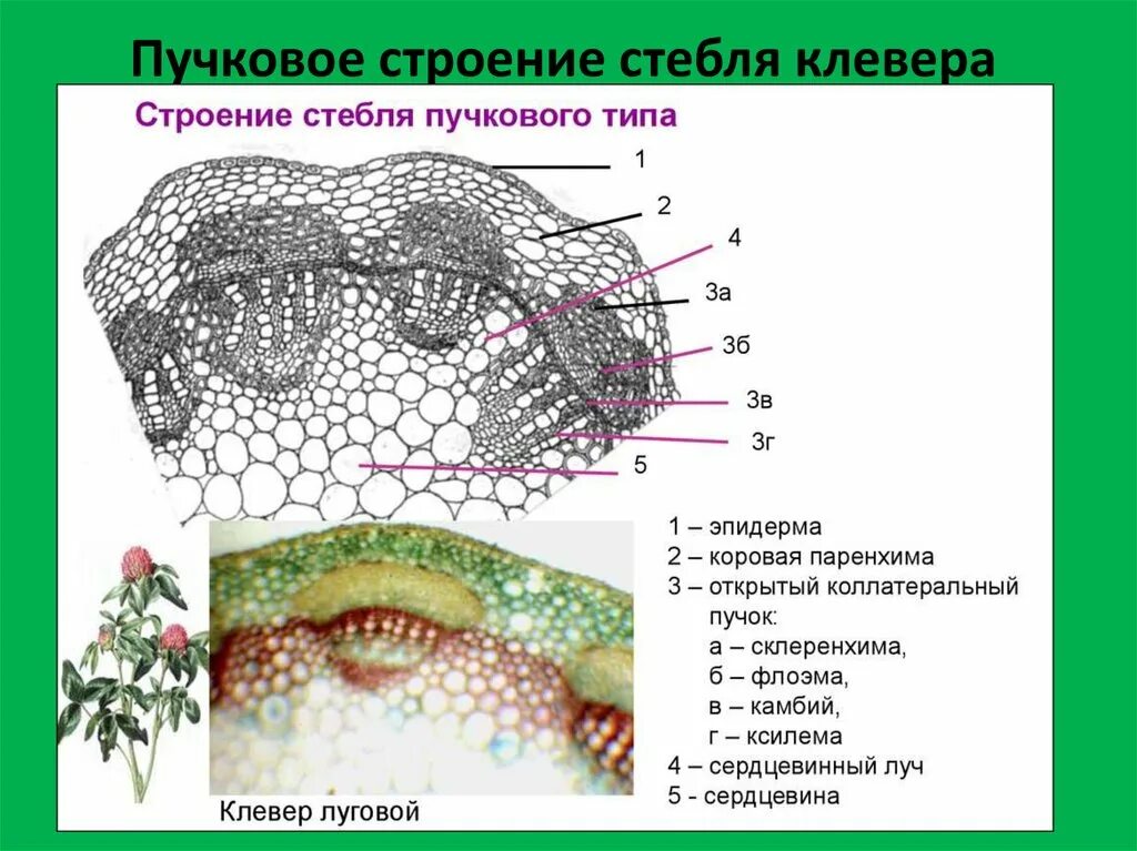 Анатомическое строение стебля травянистых растений. Пучковое строение стебля двудольного растения. Строение среза стебля клевера. Пусковое строение стебля даудольного растения. Анатомическое строение стебля двудольных.