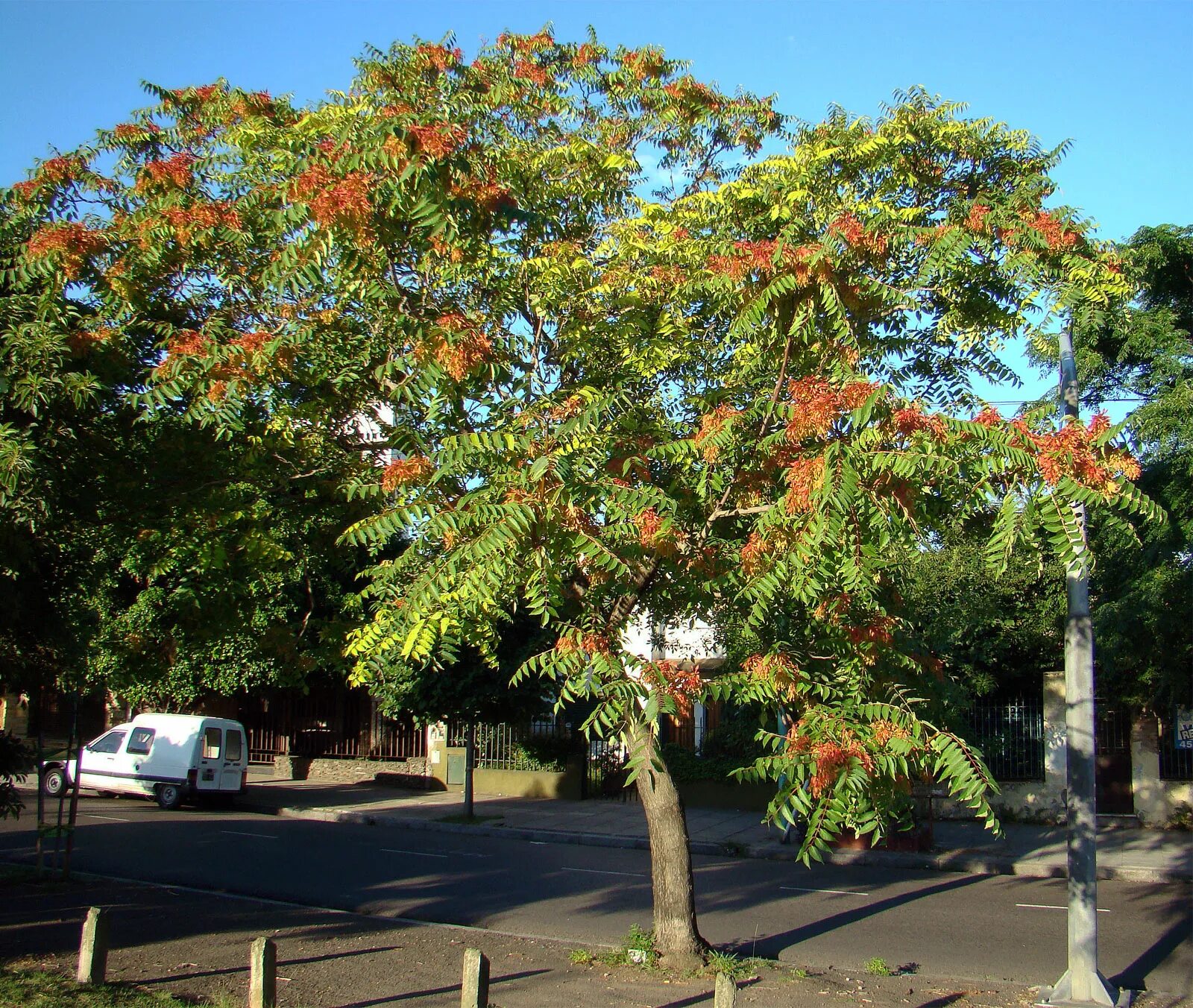 Парк розовый сад краснодар. Кустарники краснодара. Церцис багряник. Цветущие кустарники краснодарского края. Кустарник астерия.