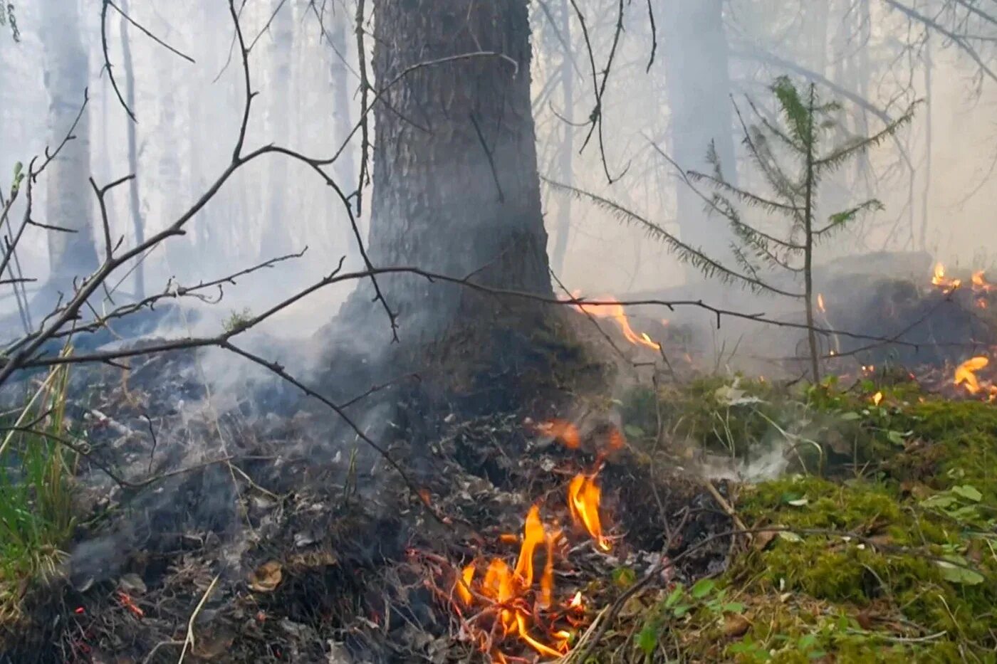 Лесные пожары в Якутии 2022. Лесные пожары Удмуртия 2022. Лесные пожары в Вологодской области. Пожар в лесу.