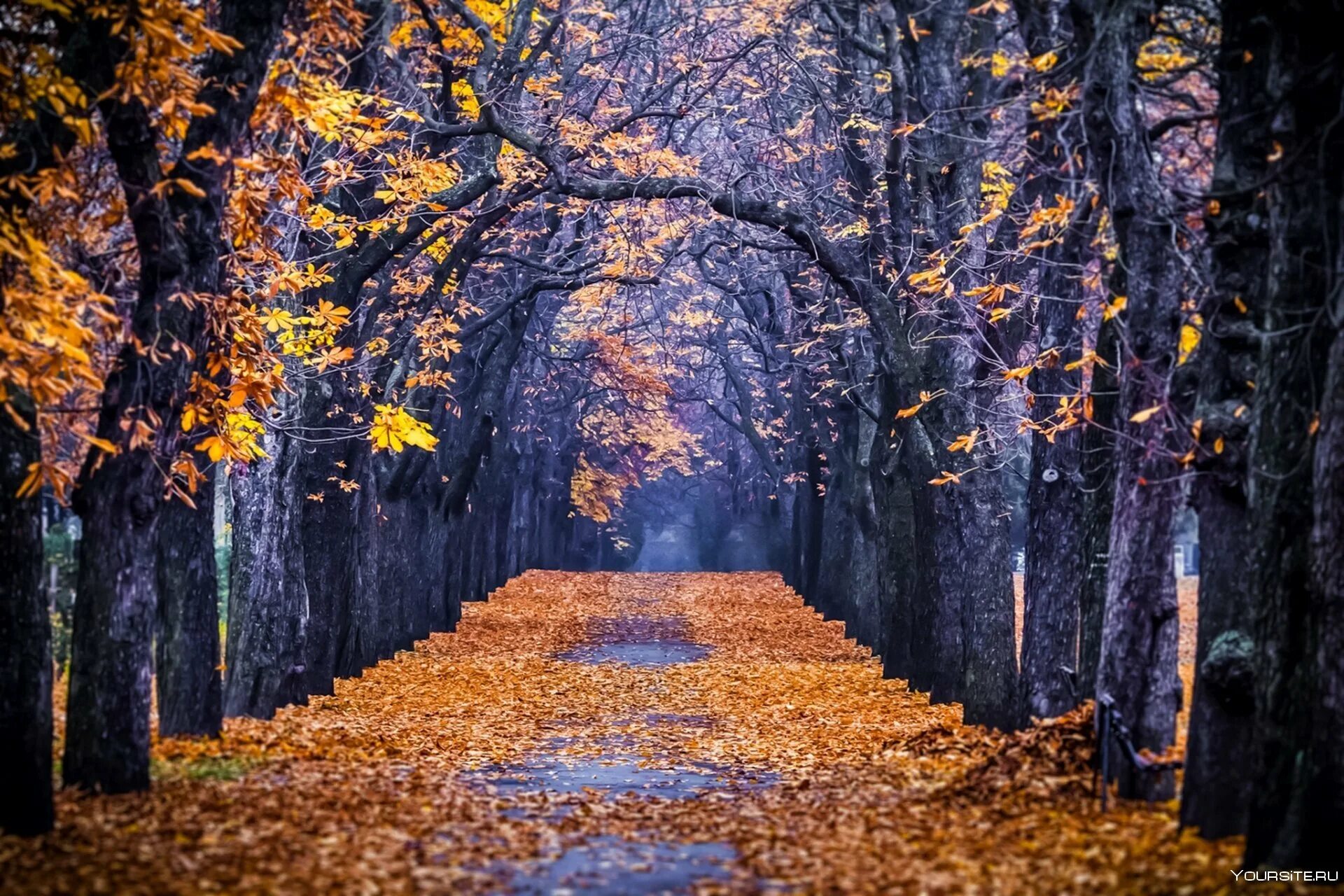 Осень без людей. Осенняя аллея штат Орегон. Кленовая аллея Кисловодск. Кленовая аллея в Канаде. Осенний парк.