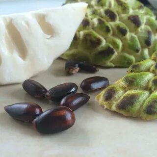 Сахарный плод