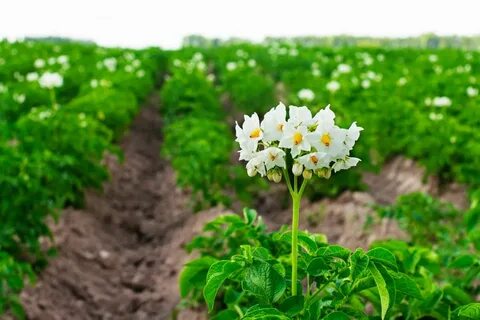 Повышает урожайность растений