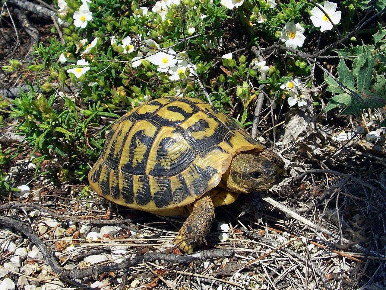 Черепаха в жизни человека. Черепаха Германа Testudo Hermanni. Среднеазиатская черепаха и Средиземноморская. Среднеазиатская сухопутная черепаха. Балканская (Testudo Hermanni).