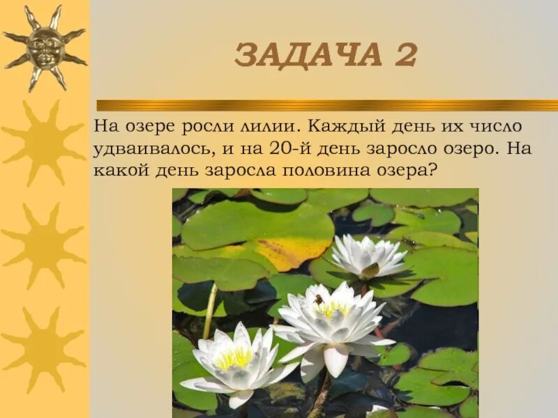 Озеро кувшинки 48 дней. Загадка про кувшинку. Задача про кувшинки на пруду. Задание кувшинки. Загадка про лилии в пруду.