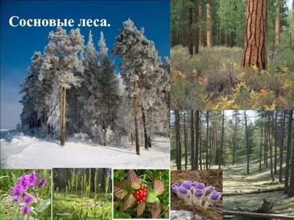Леса 8 класс