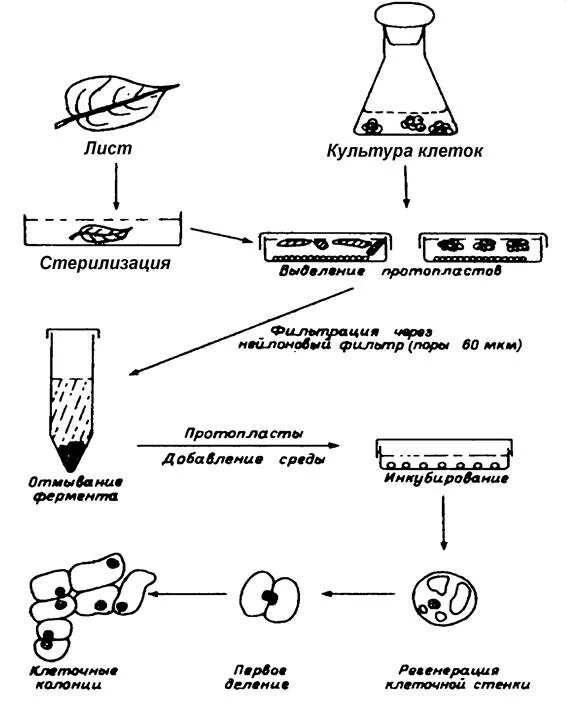Биотехнология гибридизация. Схема получения и культивирования протопластов из клеток растений. Методы выделения протопластов. Схемаполусения протопламтов. Культивирование клеток схема.