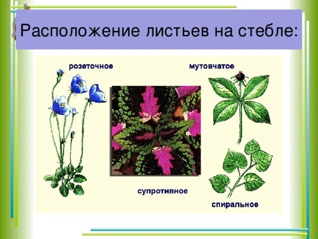 Местоположение листа. Мутовчатое расположение листьев. Розеточное расположение листьев. Расположение листьев на стебле. Димоховатое расположение листьев.