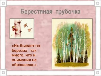 Берестяная трубочка пришвин главная мысль
