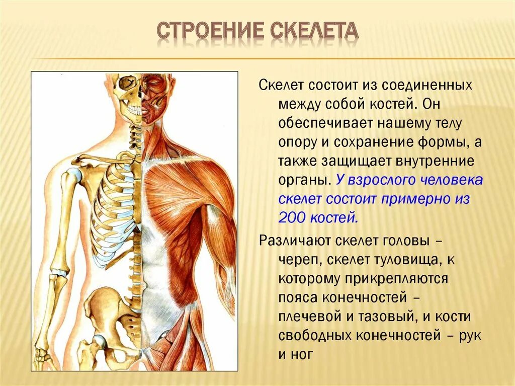 Строение костных мышц. Скелет человека строение костей. строение костной системы человека. скелет плечевого пояса состоит. скелет с мышцами.
