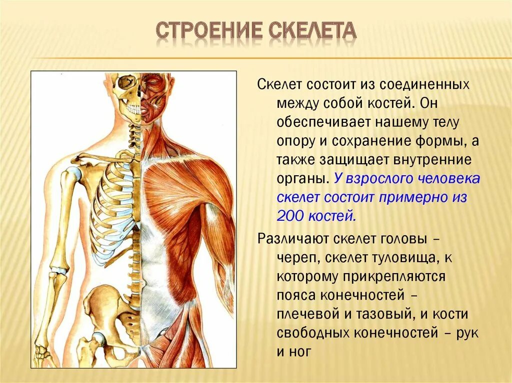 Скелет человека строение костей. Скелет плечевого пояса. Строение костной системы человека. Скелет плечевого пояса состоит.