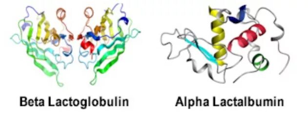 Альфа и бета лактоглобулин что это. Бета-лактоглобулин структура. Бета лактальбумин. Бета лактоглобулин строение.