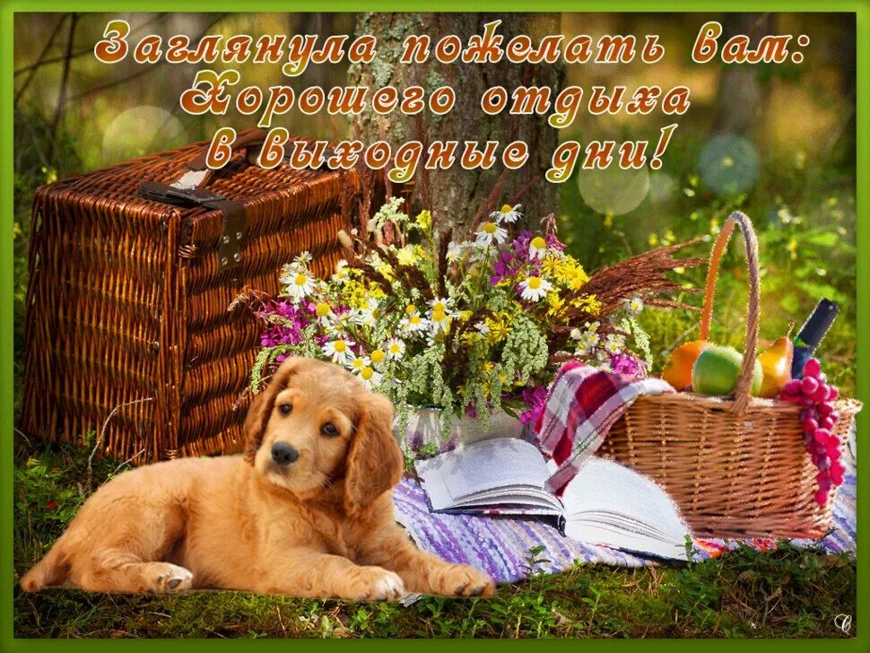 Человек отдыхает. Солнечных выходных. Спящие щенки. Спокойных будней. Люди в офисе.