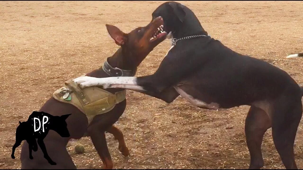 Собачьи бои ротвейлер против добермана. Доберман против. Доберман питбуль гибрид. Доберман+ ротвейлер. Доберман против.