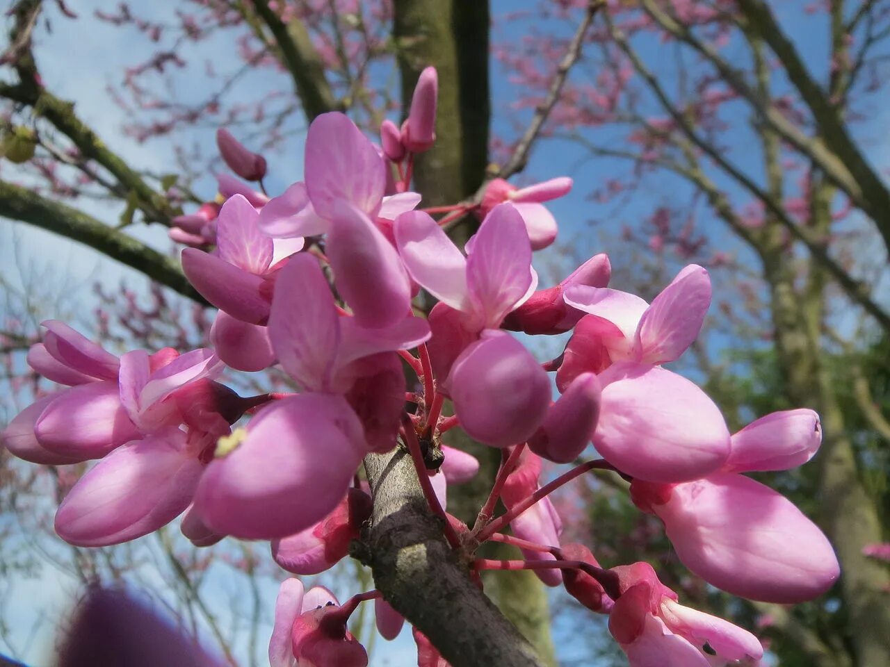 Церсис. Cercis siliquastrum. Церцис Крымский.