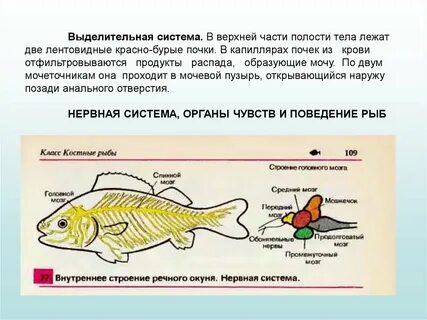 Отделы нервной системы рыб