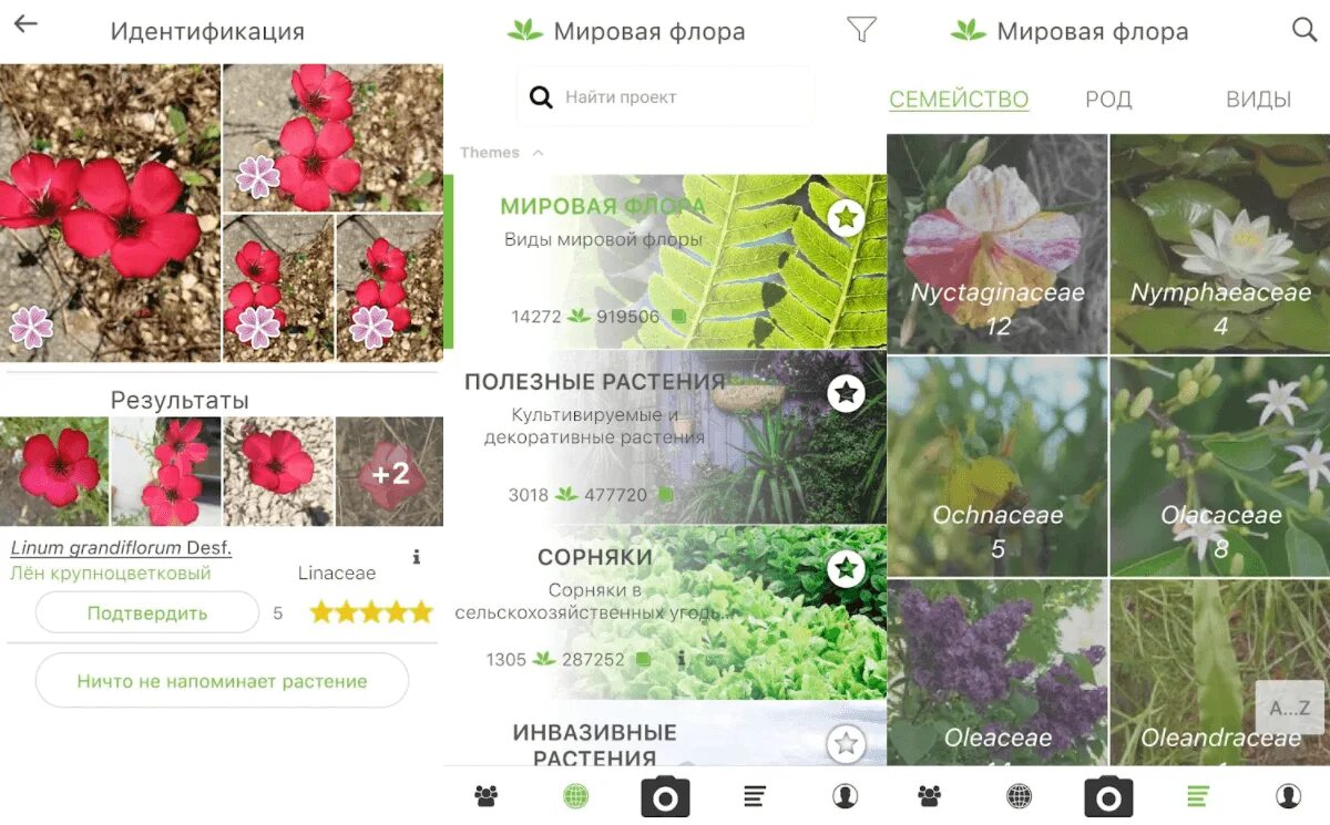 Распознавание растения по фото. Приложение для определения цветов. Приложение для определения растений. Определение растения по фотографии. Распознать цветок по фото приложение.