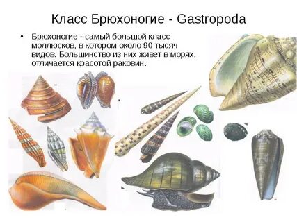 Брюхоногие моллюски типы