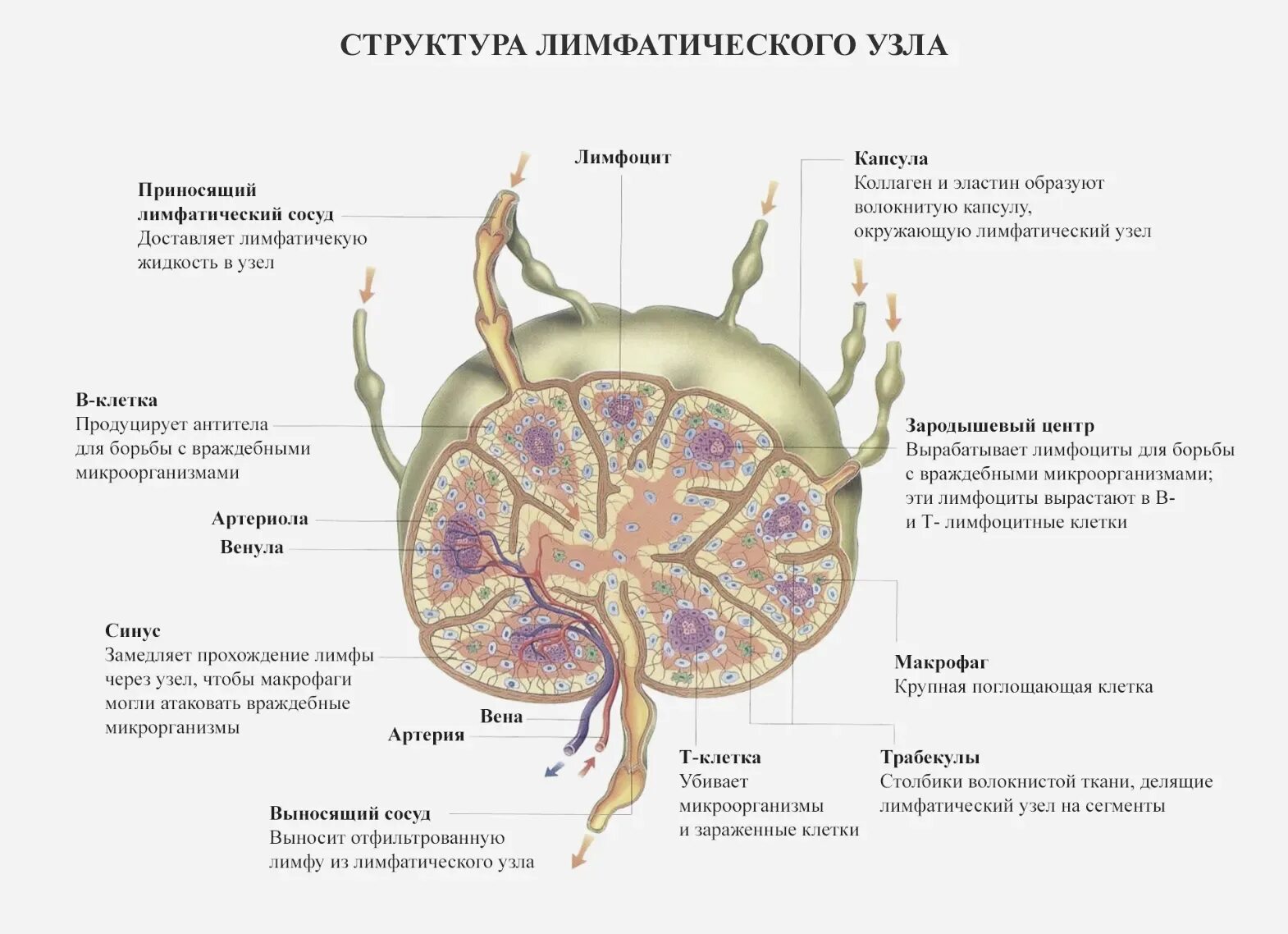 Плотный лимфатический узел. Строение узлов лимфатической системы. Строение лимфатической системы и лимфатического узла. Строение лимфатического узла гистология. Строение синусов лимфатического узла.