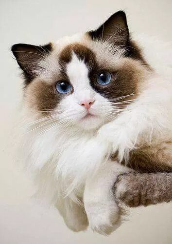 Épinglé par Olga Ольга sur Кот Races de chats, Chats et chatons, Ragdoll