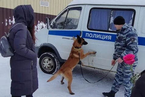 Собаки мурманск