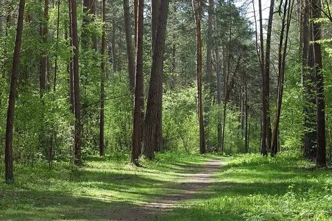 Forest 16