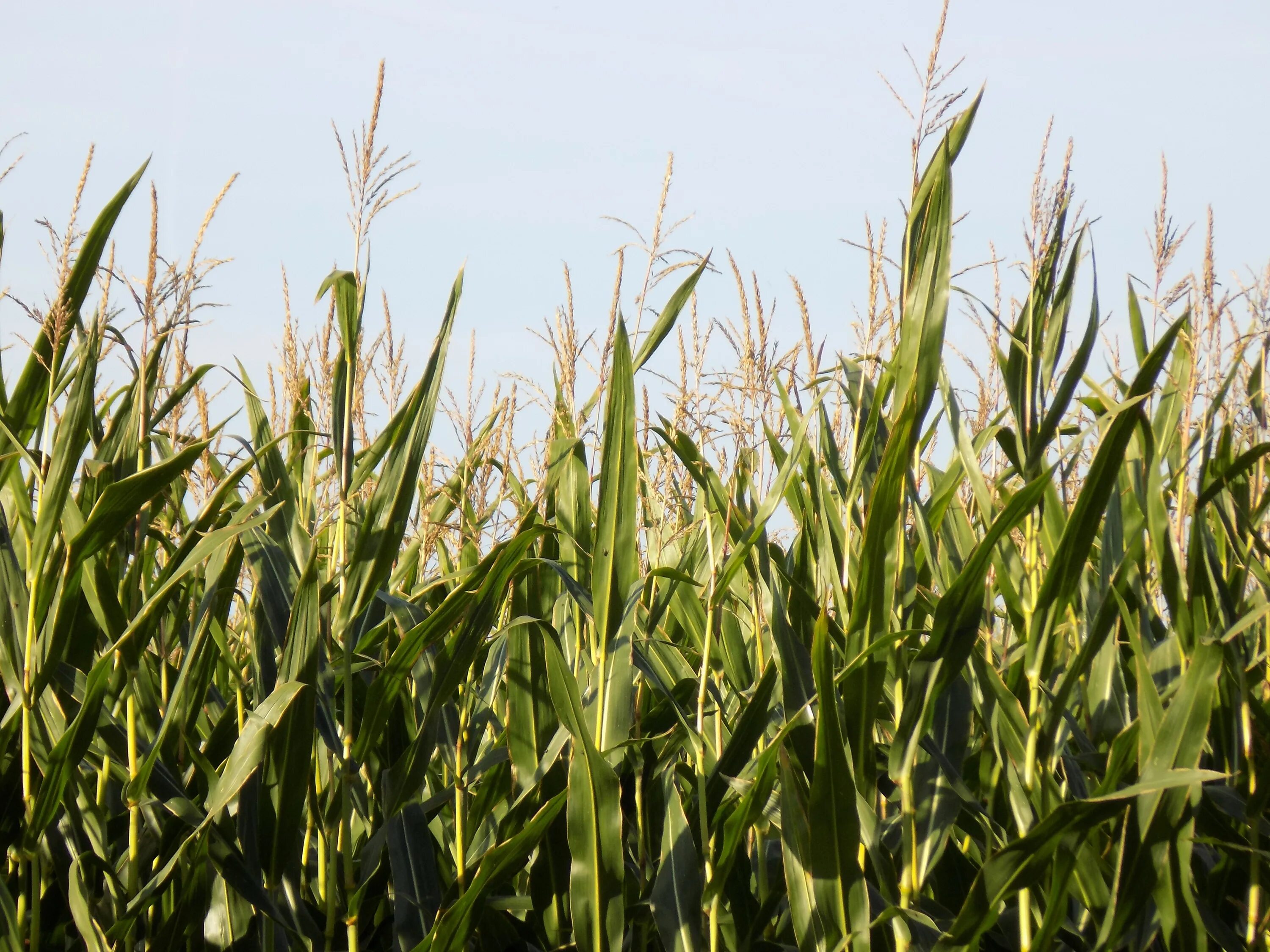 Кукуруза злаковое растение. Десикация кукурузы. Поле кукурузы. Кукурузное поле.