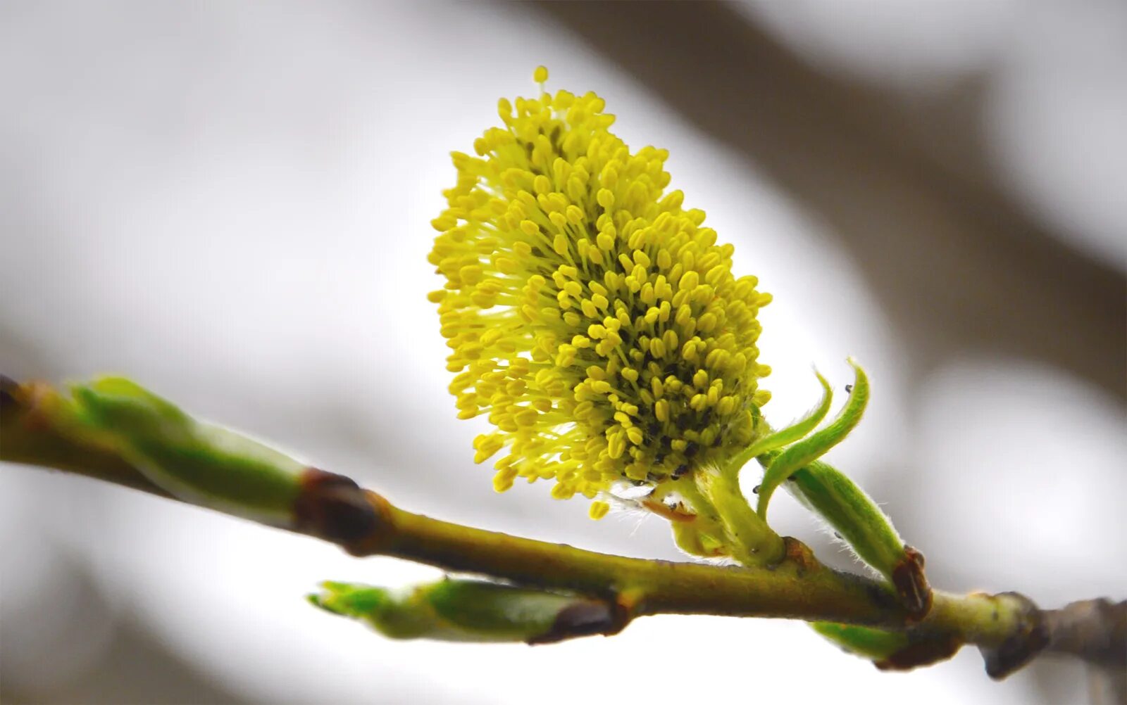Цветущая верба куст. Цветение вербы. Верба цветет. Верба дерево. Верба период отцветания.