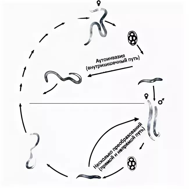 Цикл развития угрицы кишечной. Жизненный цикл угрицы кишечной схема. Угрица жизненный цикл. Цикл развития strongyloides stercoralis.