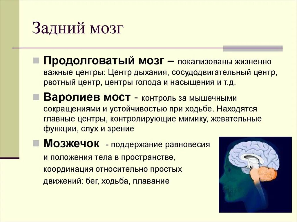 Роль мозга в организме. Задний мозг строение и функции. Задний мозг строение структур. Строение задних отделов головного мозга.