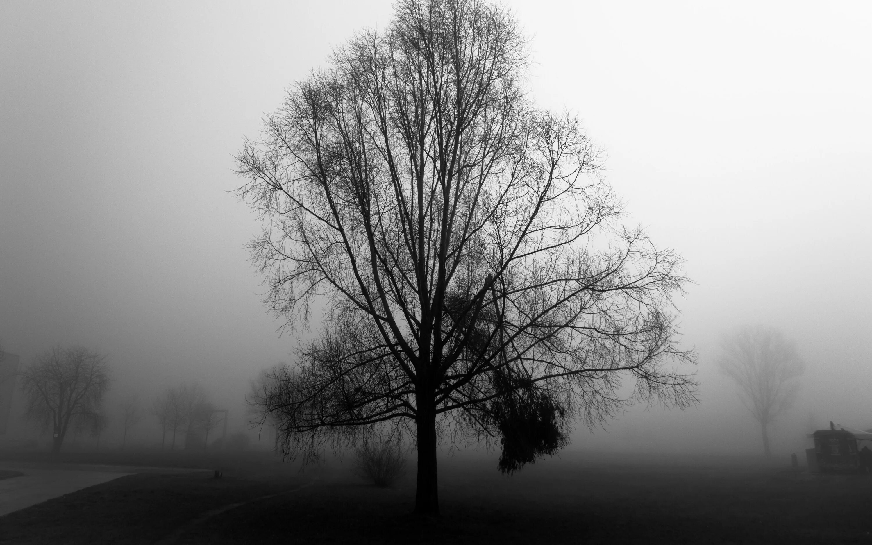 Ветвь туманного дерева. Обои чб. Ветки в тумане. Черный лес в тумане. Черно белые обои деревья.