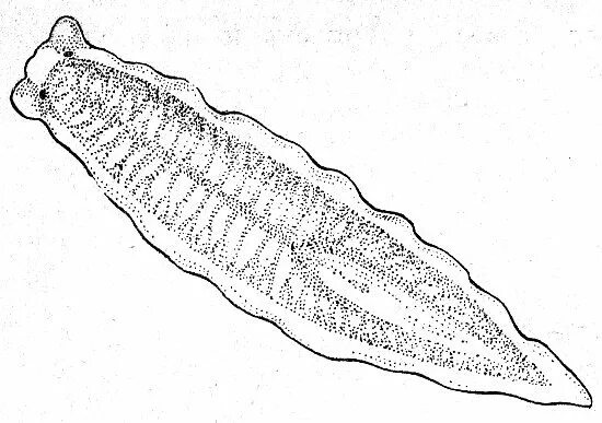 Класс ресничные черви ,класс сосальщики, класс ленточные. Тип плоские черви планария. Строение ресничных плоских червей. Изображение плоского червя. Ресничные черви строение.