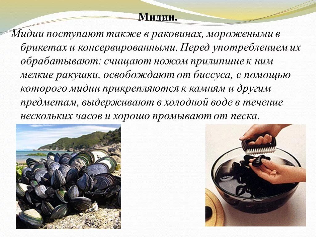 Краткое сообщение о мидии. Сообщение на тему мидии. Мидии сообщение по биологии. Сообщение о мидии. Краткое сообщение о мидии.