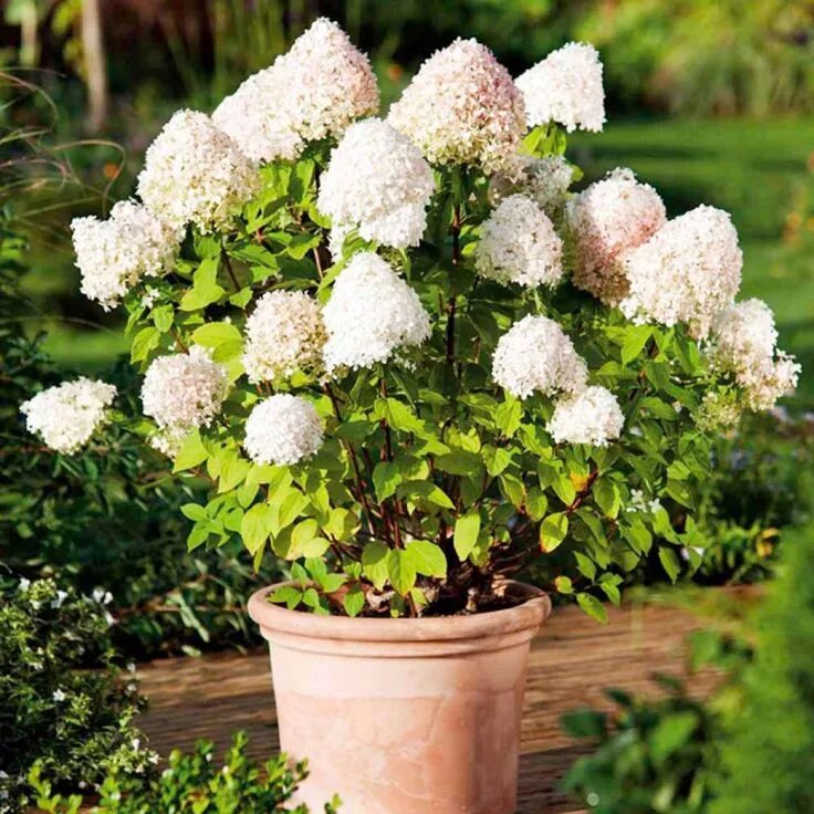 Krukodlad Syrenhortensia, Hydrangea paniculata 'Grandiflora' Hortensia, Hortensi