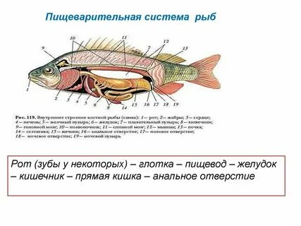 Общий план строения это