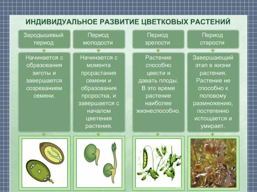 Установите последовательность этапов индивидуального развития однолетнего покрытосеменного. Периоды индивидуального развития растений. биология 6 класс этапы роста и развития растений. основные этапы развития цветковых растений биология 6 класс. стадии развития цветковых растений.
