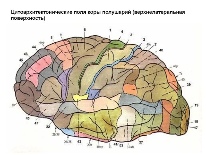 Поля коры головного мозга по Бродману. Поля Бродмана таблица. Корковые центры коры головного мозга. Поля Бродмана схема.