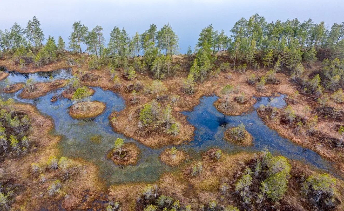 Топь косогор. Топи 10. Западно сибирская равнина васюганское болото. Топи 10. Топи 10.
