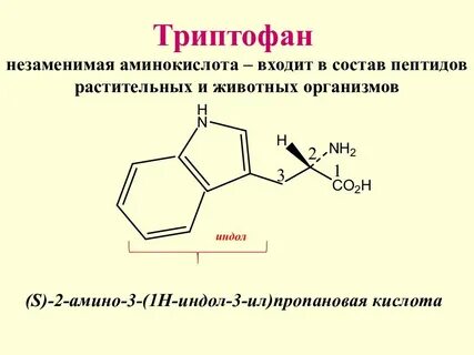 Что такое триптофан