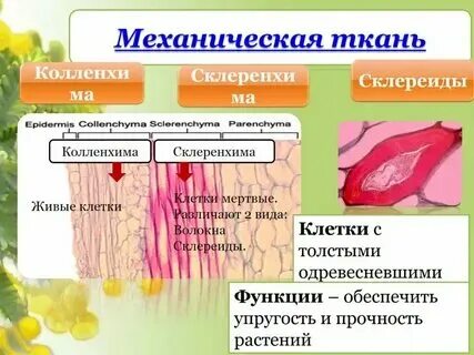 Механическая ткань растений 6 класс