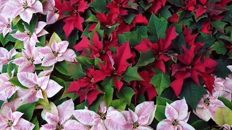 Stars plant