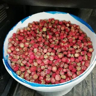 Сколько стоят лесные ягоды